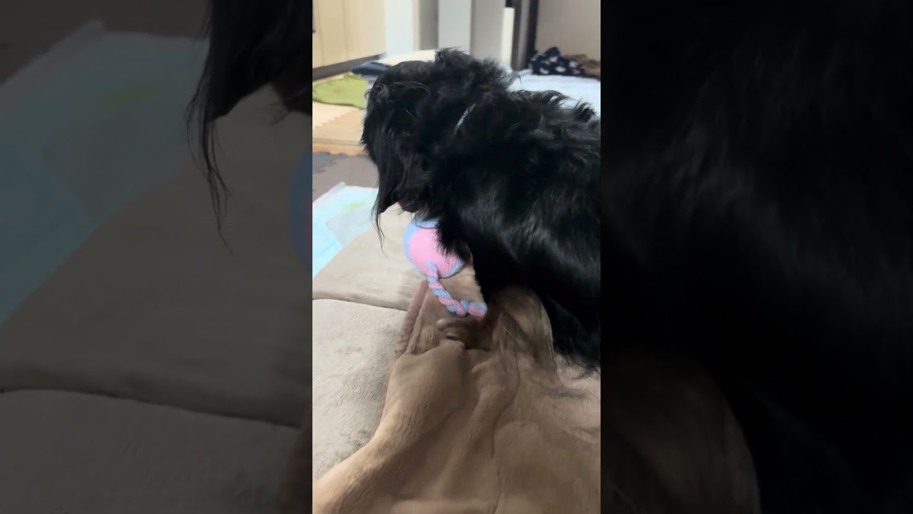 新しいおもちゃ楽しんでたのに盗られると必死、笑【ミニチュアダックスフンド】夢夢。 #dog #癒し #kawaii #可愛い #ミニチュアダックスフンド #むむ