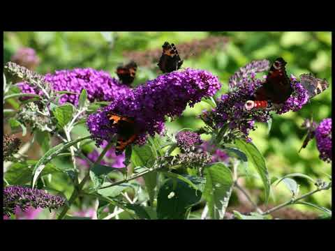 download lagu mp3 mp4 Orange Eye Butterfly Bush, download lagu Orange Eye Butterfly Bush gratis, unduh video klip Orange Eye Butterfly Bush