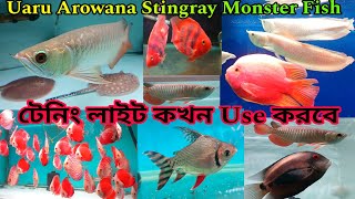 Uaru Arowana Discus Stingray Parrot Aquarium Fish | Monster Aquarium Fish Shop Khardaha | Arowana 