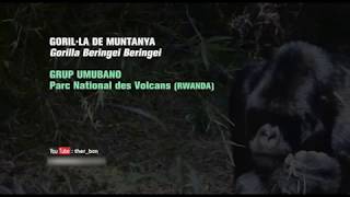 preview picture of video 'GORIL·LA DE MUNTANYA- Gorilla Beringei Beringei'