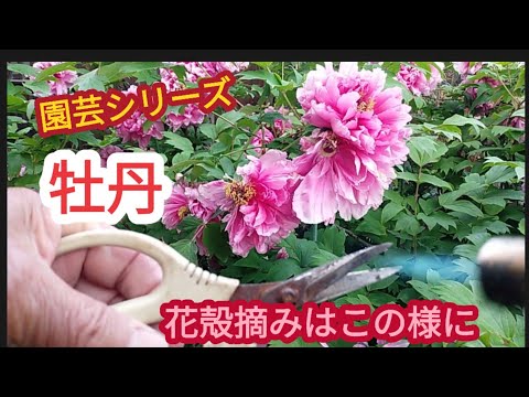 美しい牡丹の花ですが、どうやって増やすのでしょう?