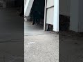 Gulf Vs An Orange Tabby