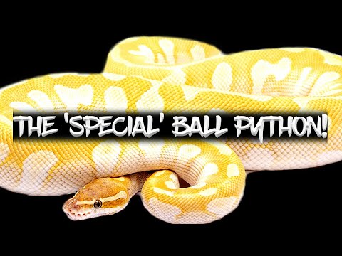 The Potential of the 'Special' Ball Python!