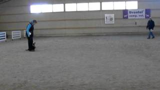 preview picture of video 'Lancashire heeler Hilla AVO 2010_0001.wmv'