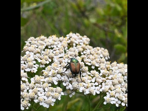 Japanese beetle (Popillia japonica) on aromatic Myrica pensylvanica and Achillea millefolium