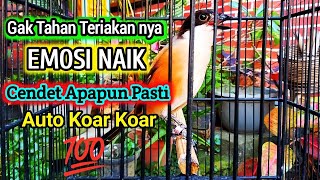 Download lagu CENDET GIL4 ! NARUNG FULL ISIAN ,PANCINGAN CENDET AGAR BUNYI AMPUH jadikan BURUNG PENTET GACOR EMOSI mp3