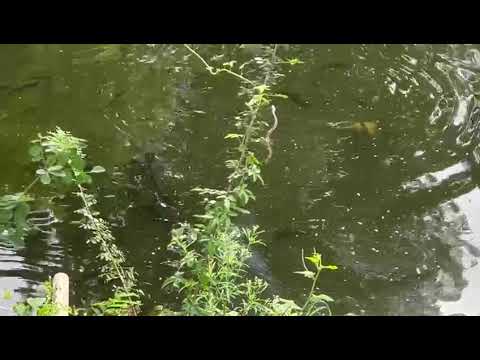 panyatil sap(erula) 🪱🪱🪱Ani mase🐋🐬🐟🐠🐡#fish #snek#water #nature #natural #beuty #trending #shorts