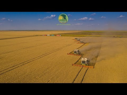Recoltat grau 5 x Claas Lexion 3x780 TT & 2x770 TT 4K