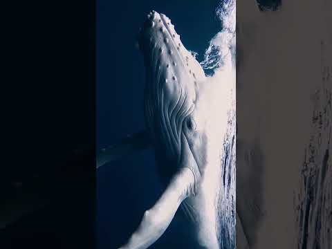 baleia-jubarte #baleia #animal #biologia #animalmarinho #oceano #biologiamarinha #mar #natureza