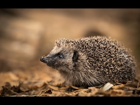 British Wildlife Photography Workshop - Hedgehog