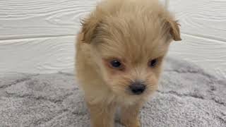 ハーフ犬の動画01