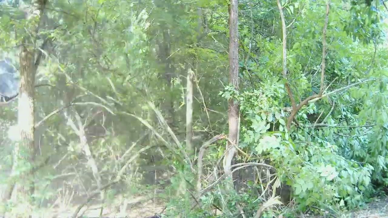 Before and after Forestry Mulching