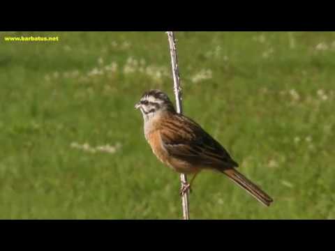 EScribano montesino / Emberiza cia ) Rock Bunting