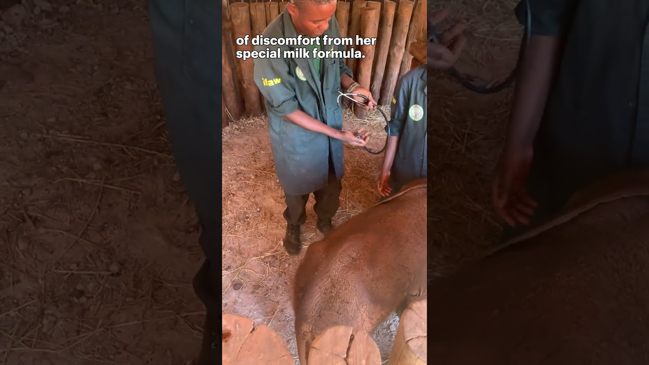 Baby elephant gets a check-up