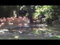 Los Angeles Zoo Flamingos