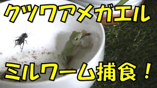 クツワアメガエル捕食シーン＆シリケンイモリ餌やり♪【ゆっくり実況】