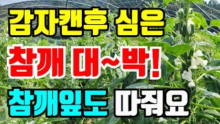 하지감자 수확후 심은 참깨 대박났어요.갈아엎었음 후회할뻔.내년에도 감자밭에 심으렵니다