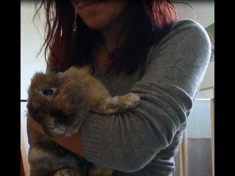 Lyambliya che questo al bambino Prevenzione di helminths al bambino di 1 anno