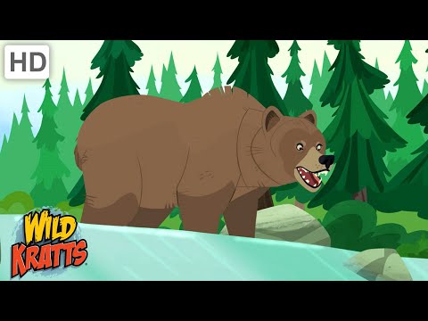 Wild Kratts | Bears Around the World | Black Bears, Grizzly Bears, Polar Bears and Panda Bears