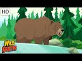 Wild Kratts | Bears Around the World | Black Bears, Grizzly Bears, Polar Bears and Panda Bears