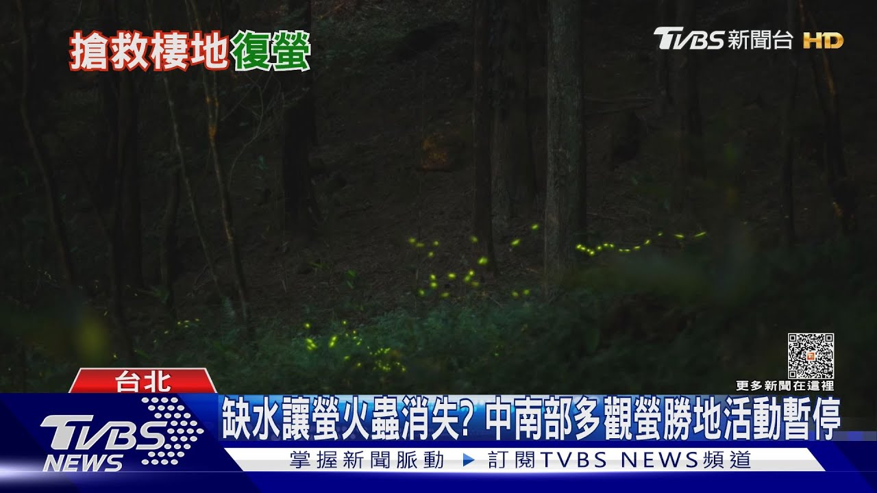 迎螢火蟲點亮仲夏! 南北狀況卻差很大