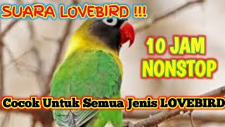 Download lagu SUARA LOVEBIRD 10 JAM NONSTOP, SUARA LOVEBIRD NGETIK DAN NGEKEK PANJANG, SUARA LOVEBIRD BAHAN.. mp3 Download lagu SUARA LOVEBIRD 10 JAM NONSTOP, SUARA LOVEBIRD NGETIK DAN NGEKEK PANJANG, SUARA LOVEBIRD BAHAN.. mp3