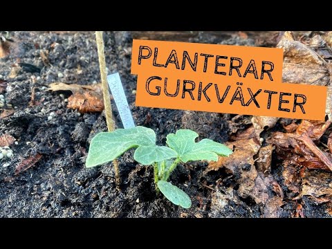 , title : 'Planterar GURKVÄXTERNA och visar hur jag tänker binda upp gurkan och melonen i växthuset'