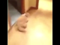 Cat Air Horn