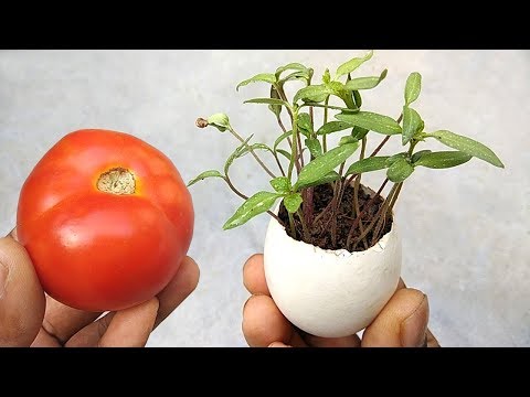 , title : 'Grow tomatoes easily at home | Best tomato growing tips'