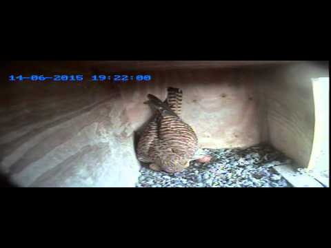 Kopie von Turmfalken Einbeck 20150614 Weibchen kann schwer auf 5 Eiern einparken