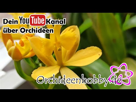 , title : '🌺🌺🌺 Feuerwerk der Epidendrum Orchideen steht an 🌺🌺🌺 www.Orchideenhobby.de'