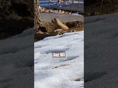 Day 161: Days of Prairie Dogs... for no reason at all #prairiedog #animalphotos #shorts #wildlife