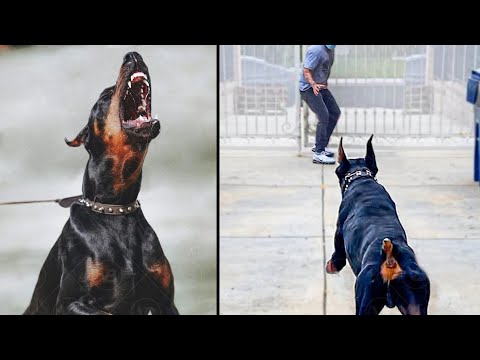 Dobermans Are Bred to be Aggressive!