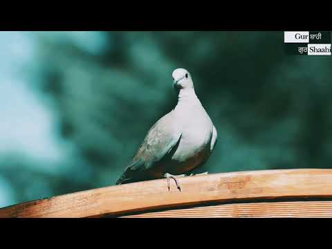 Panchi Ho Jaavan | Shiv Kumar Batalvi | Kulwinder Sharma | Punjabi Poetry | 2019| Gurshaahi