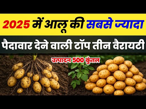 आलू🥔की टॉप 3 वैरायटी 2025 || Aalu Ki Top Variety || Potato Seeds Variety || Aalu Ki Kheti ||