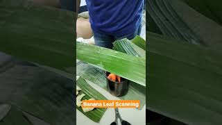 Banana Leaf Scanning/Hilot Wellness Massage NCll By Jim Street Wellness Spa