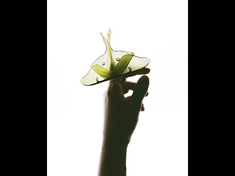 The Reluctant Messenger: Luna Moth, Transformation and Transmutation