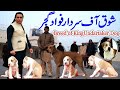Visit Of Kenal Of Pakistani Bully Dogs Owner Of Canal Sardar Fawad Gujjar