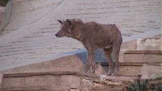 Welcome to Lou Barlow's loobiecore website 2001