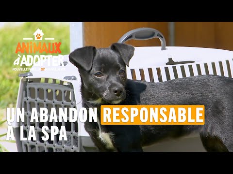 Un abandon responsable à la SPA - Animaux à adopter