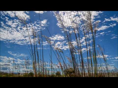 Schiller  -  Daylight (mit Mia Bergstroem)