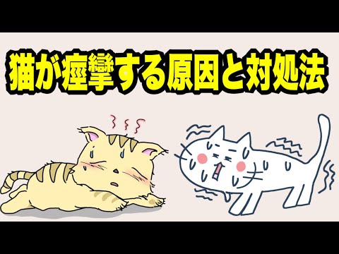 高齢猫のけいれん – 原因と対処法