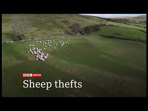 Sheep thefts 'I've lost 4,500 sheep to thieves on Dartmoor' (UK) 28/Feb/2025