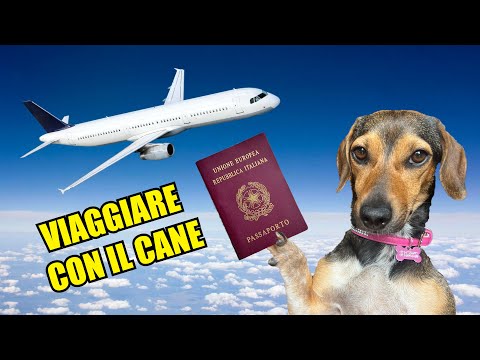 VIAGGIARE con il CANE in AEREO, cabina, stiva e tutte le regole!
