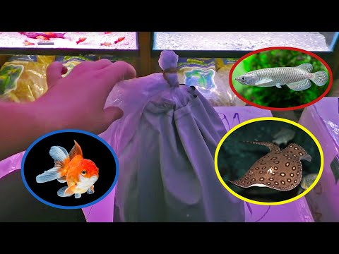 魚兒3 (Aquarium Fish Unboxing! Motoro Stingray, Goldfish, Albino Adonis Pleco.)