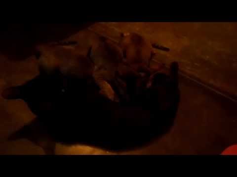 Four Month Old cat Milking their Mother Cat