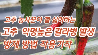 고추 칼라병 방제 방법 작용기작 방제시간 적용약제 총채벌레 [고추재배방법]