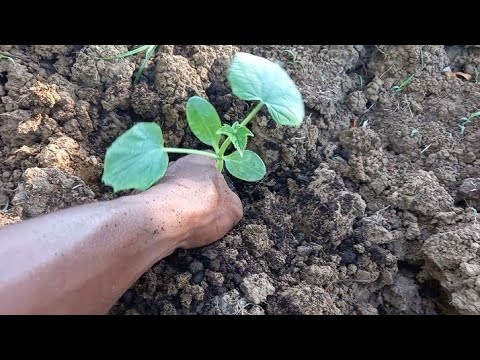 🥒HOW TO & TRANSPLANT /CUCUMBER WITH ORGANIC GOAT FERTILIZER +FOR RAPID GROWTH /complete guide??