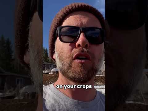 The Hidden Secret To Stable Climate On Our Homestead Revealed! #SHORTS