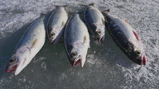 Kokanee Limit in 20 minutes! (California Ice Fishing)